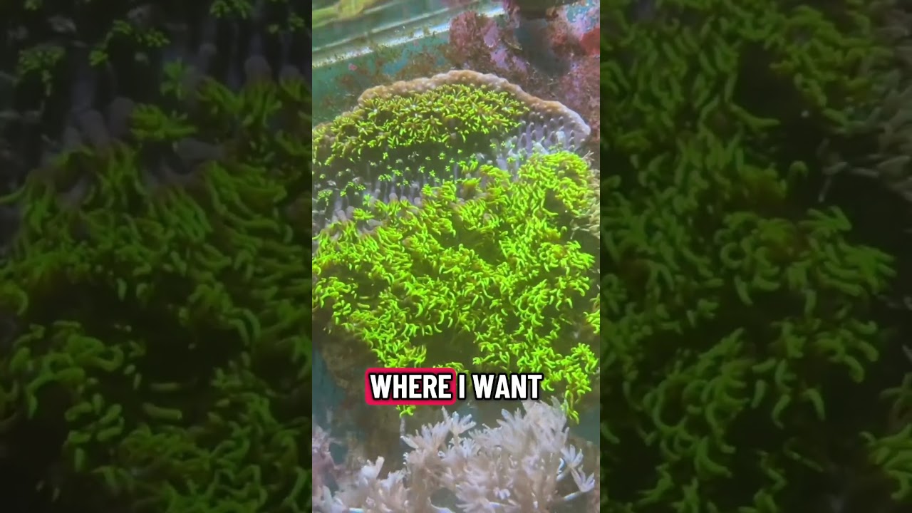 How to frag green star polyp off back glass!