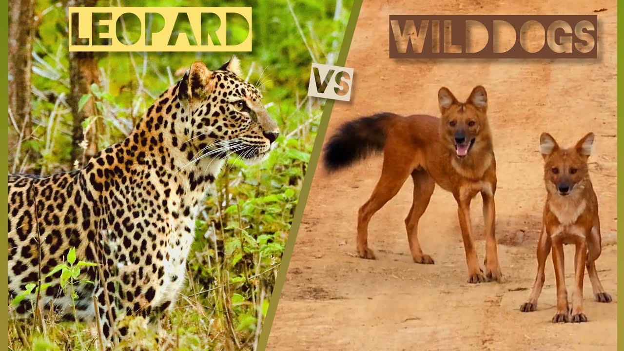 Rare encounter between Leopard and Wild dogs Bandipur Tiger Reserve #leopard #wilddog #forest #viral