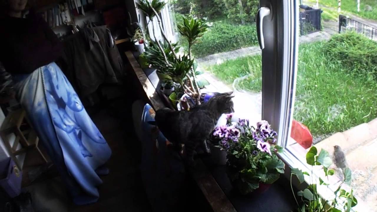 Katze Vogel Blumentopf