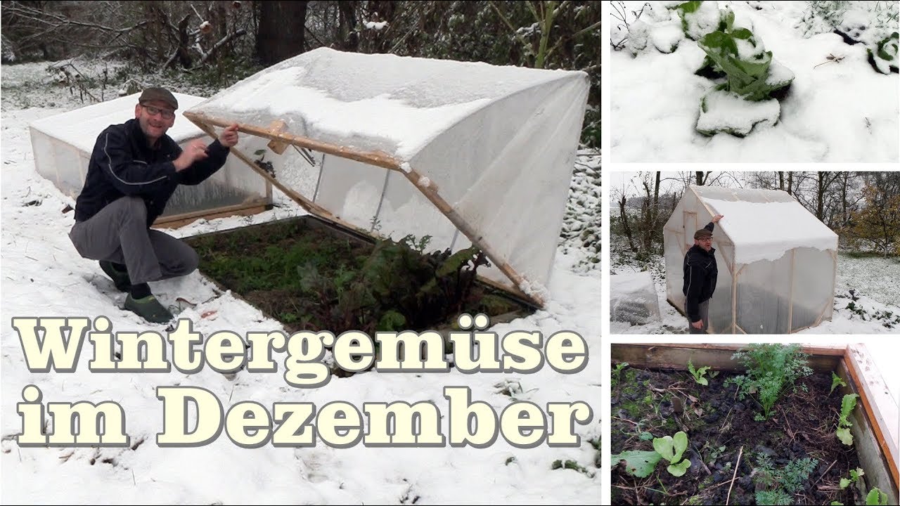 Wintergemüse im Dezember   Gartentipp  1205