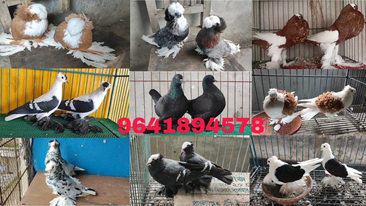 #Fancy pigeon selling video in Indian #kobutor selling video in Indian #low price in Ayan pigeon