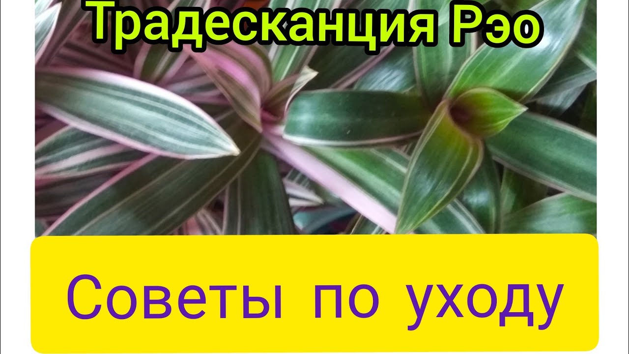 Рэо обзор в мае.  Обрезка  размножение
