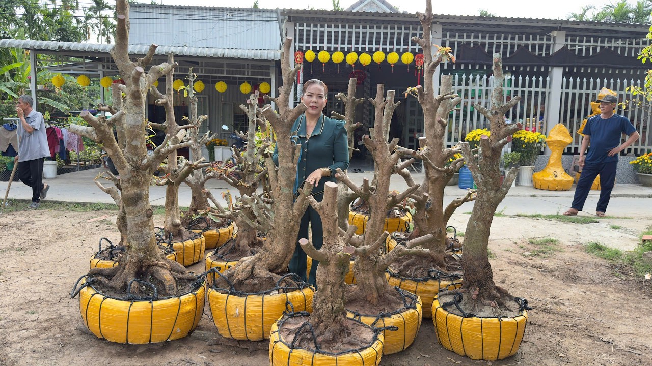 PHÔI MAI VÀNG 24/O2/2026 (#O37844OO35 QUỲNH NHƯ) PHÔI MAI VÀNG  @bonsai Can Tho