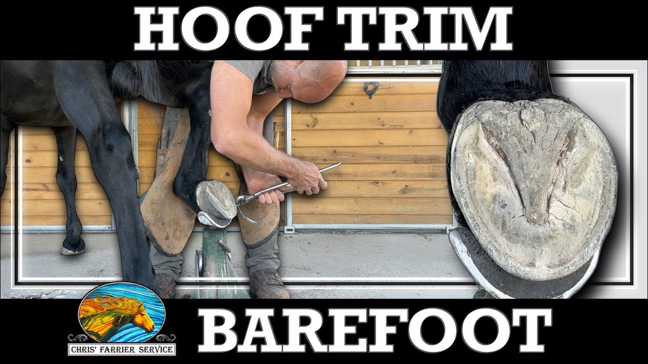🐎 Barefoot Horse Trim ☀️ Summer ASMR with 🐦‍⬛ Nature Sounds. Satisfying hoof trimming & cleaning.