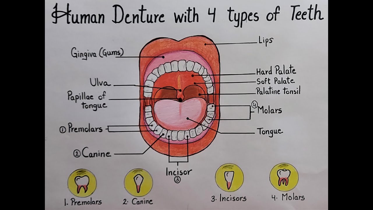 How to draw 