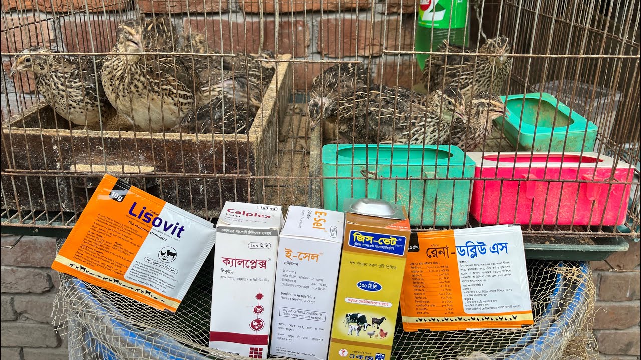 কোয়েল পাখির ঔষধ | medicine for Quail bird || @mostakimagro