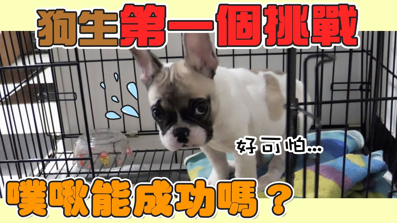 一豬小公主｜狗生第一個挑戰 噗啾能成功嗎！？