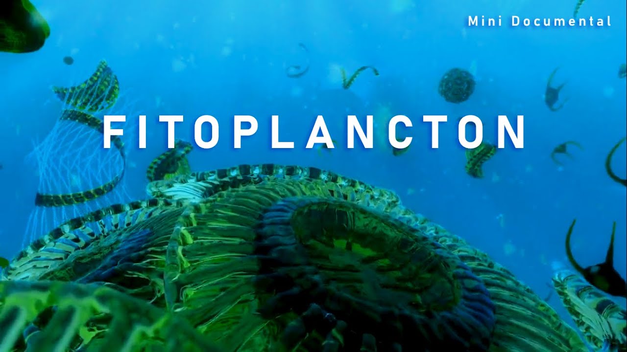 El Fitoplancton | Mini Documental