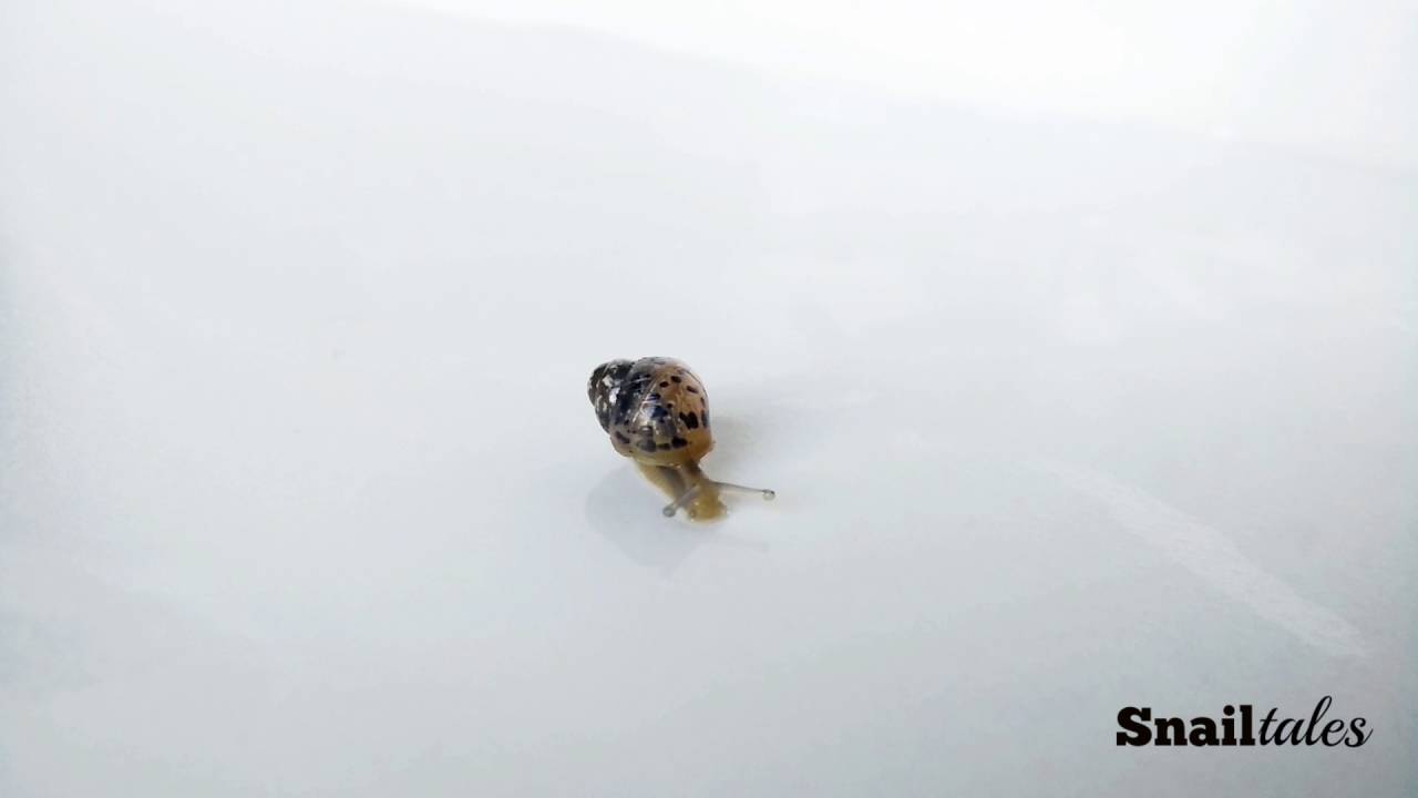 Baby Land Snail