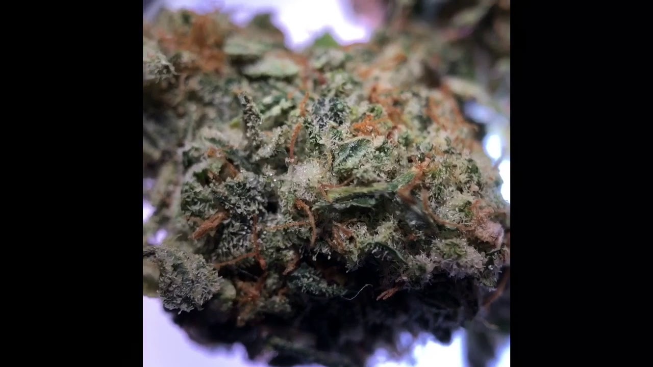 Holy Grail strain Closeup only at &Uuml;berHerbs