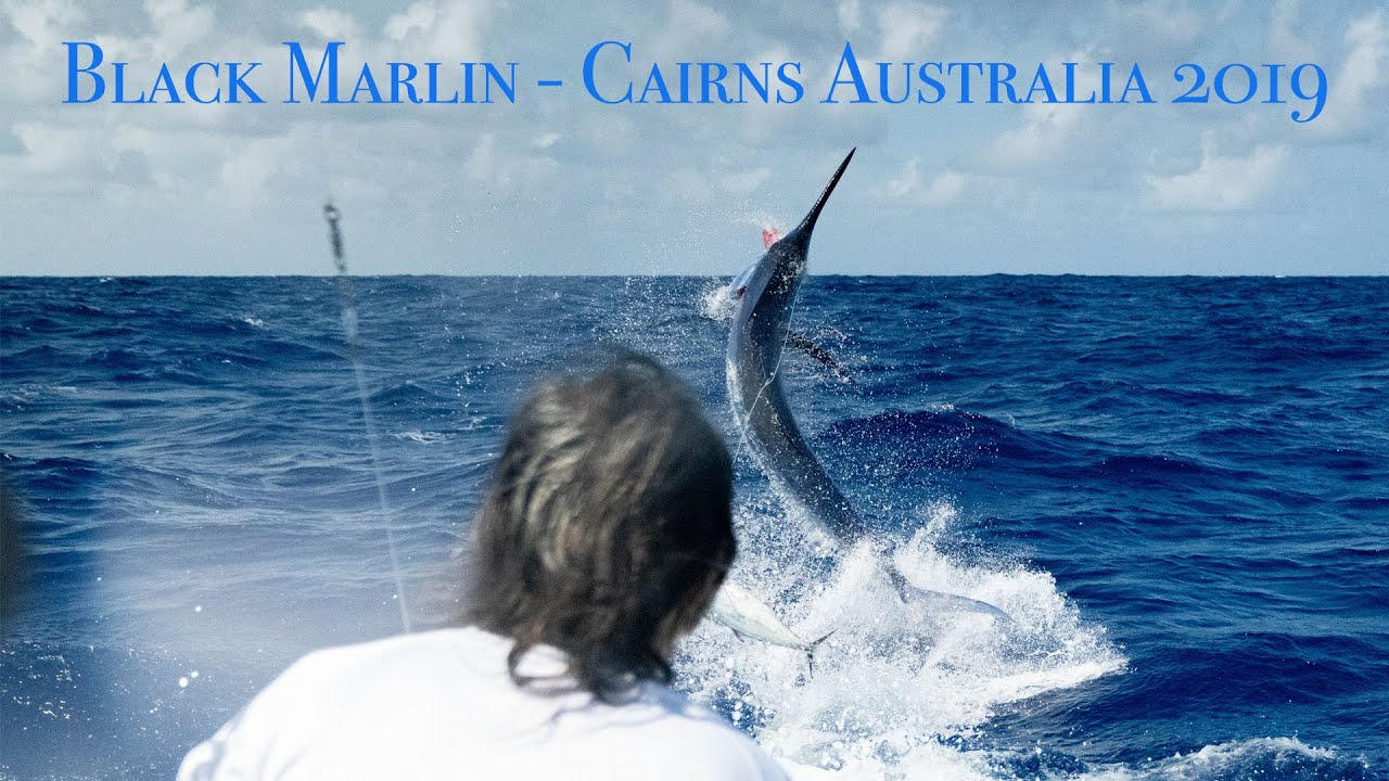 Black Marlin fishing, Cairns Australia with Captain Ross Finlayson