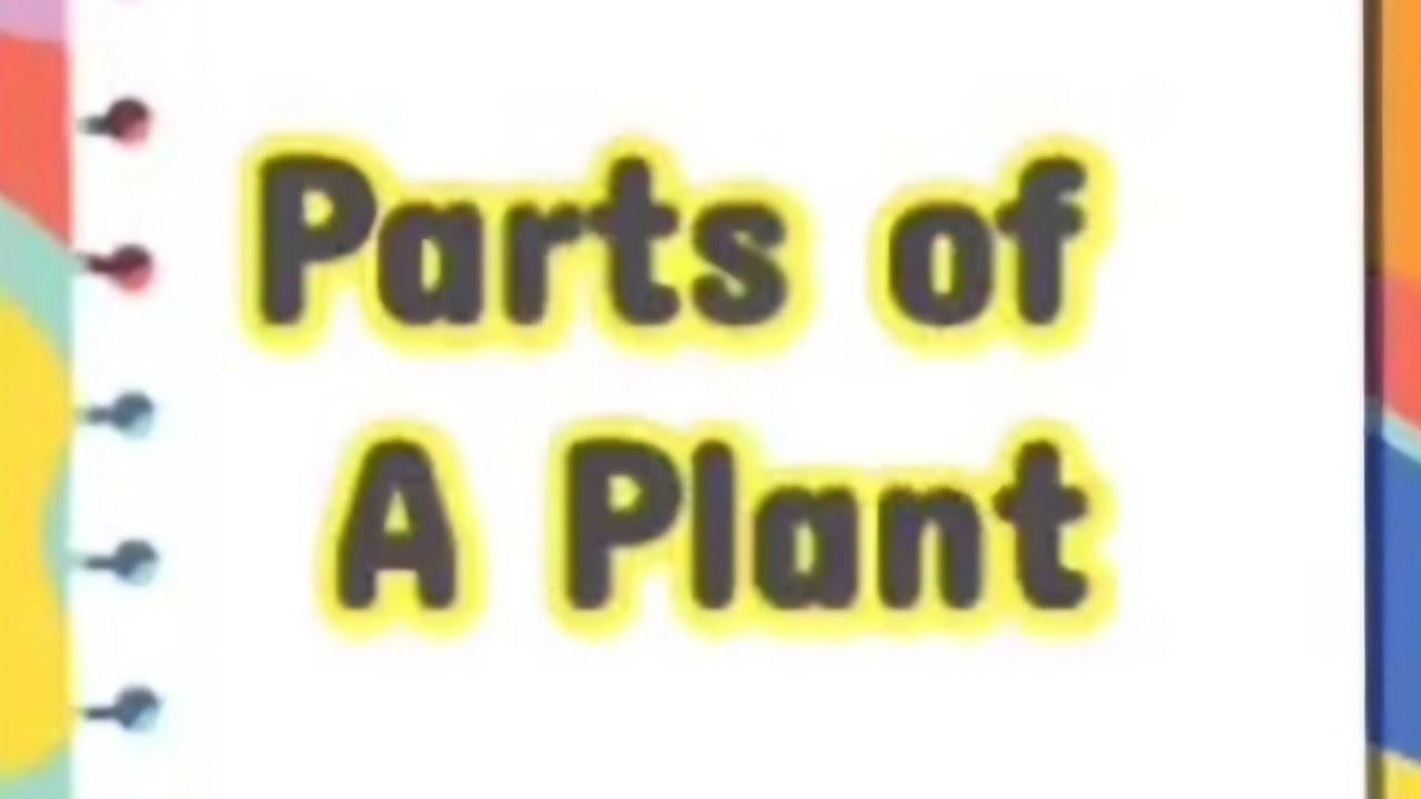 Parts of a Plant/1st Grade/Science/Beginners