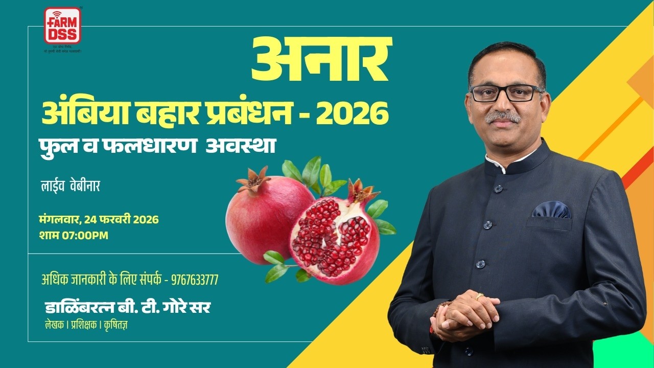 Pomegranate Ambe Bahar 2026 - Flowering Stage - अंबिया बहार - 2026 @BTGore