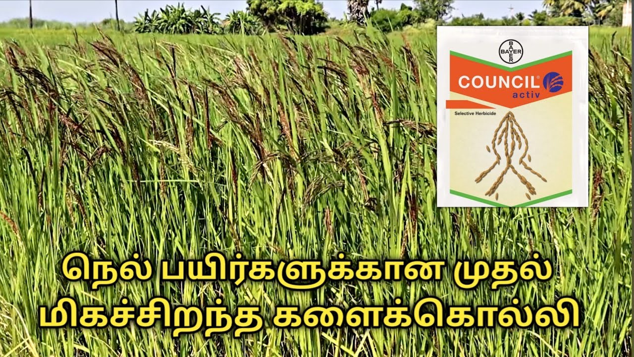 நெல் பயிர்களுக்கான முதல் தலைசிறந்த கலைக்கொல்லி | Best herbicide in council activ 