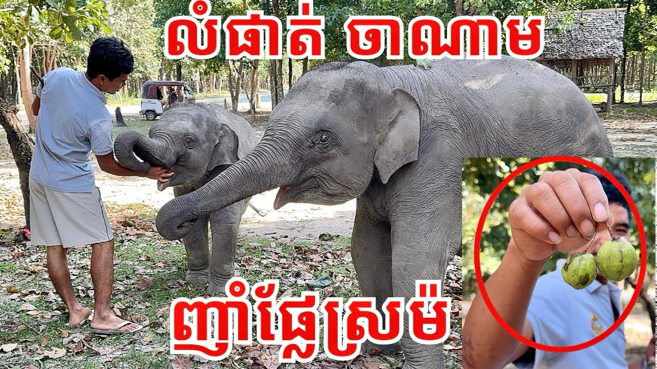 លំផាត់ ចាណាម គេញាំផ្លែស្រម៉ 🐘💚🐘