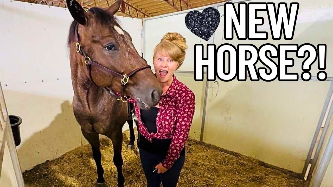 Another Appaloosa At The Auction! I’m INTERESTED!