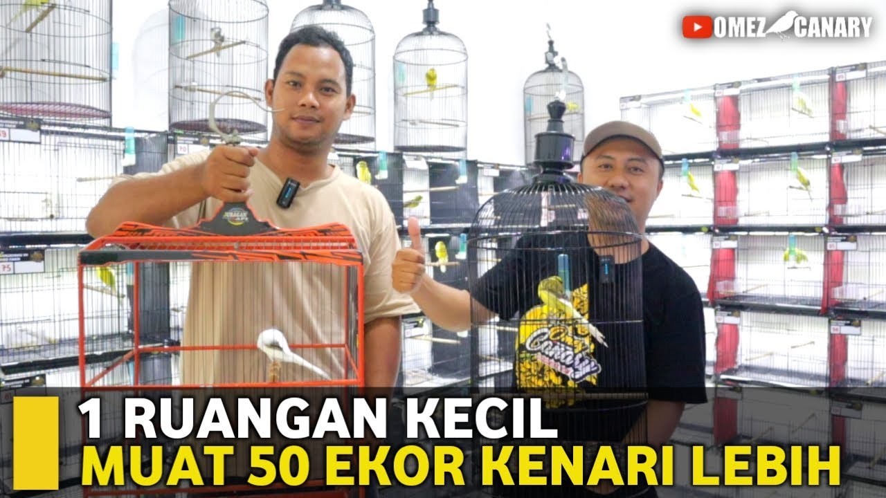BERBURU KENARI LAGI‼️TERNYATA DISINI MASIH BANYAK RASMI PANJANG SANJAYAKU BIRDFARM