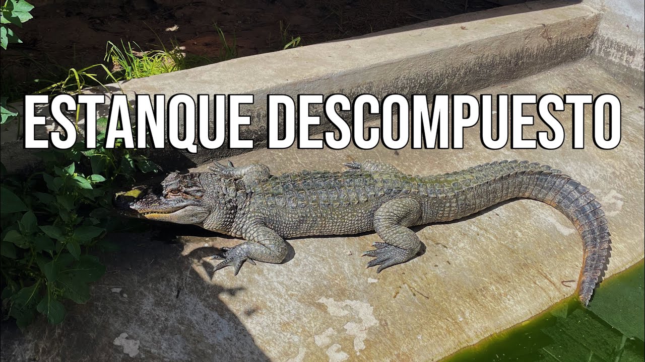 Arriesgue Mi Mano Limpiando El Estanque De Mi Alligator!!!