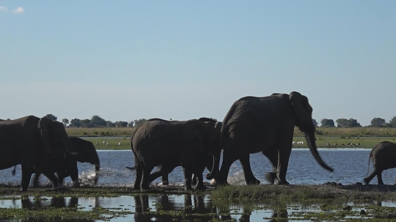 Namibia erleben/Teil66-Chobe National Park-Botsuana