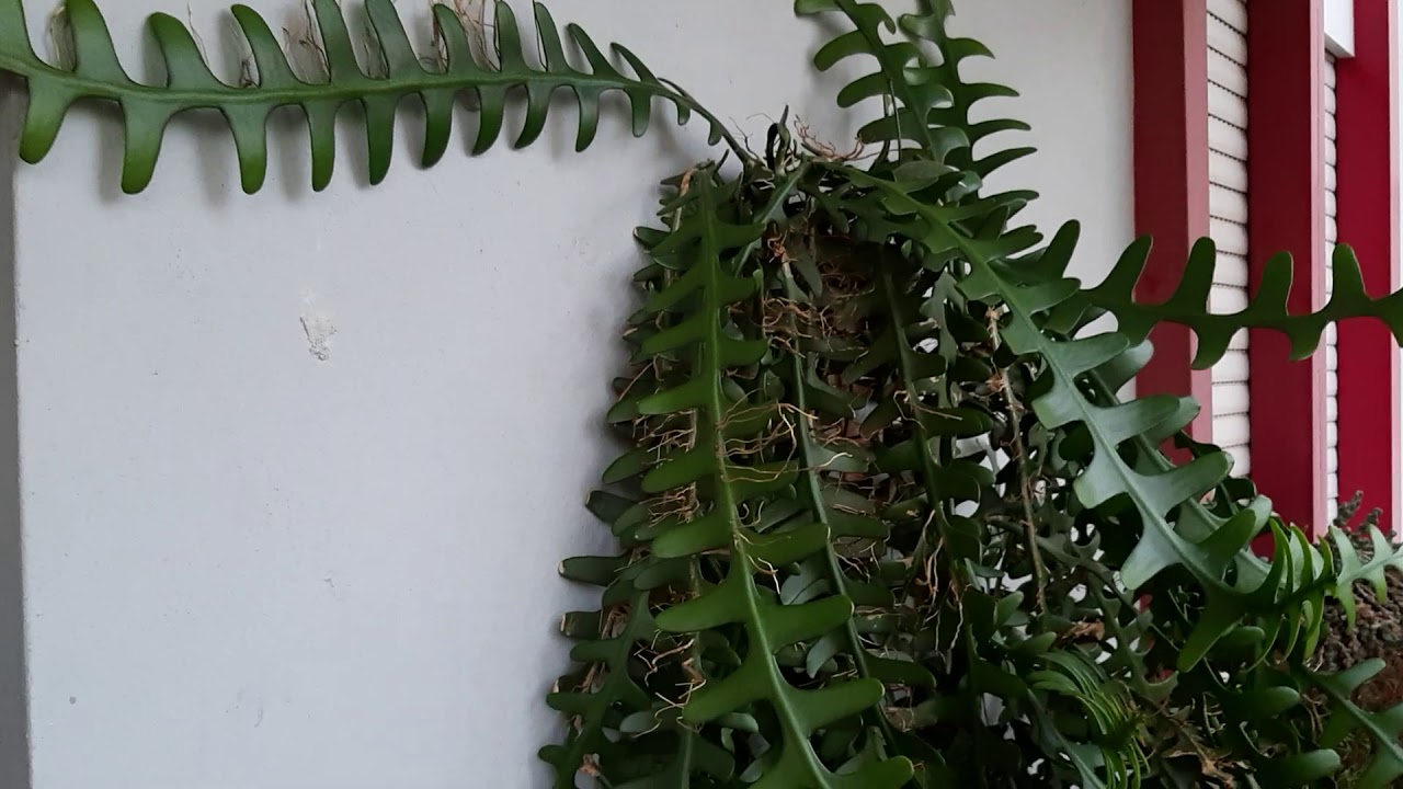 Epiphyllum Selenicereus Anthonyanus gigante