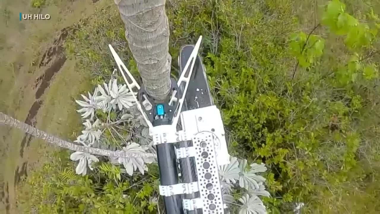 The newest tool in the fight against rapid ohia death: A chainsaw mounted on a drone
