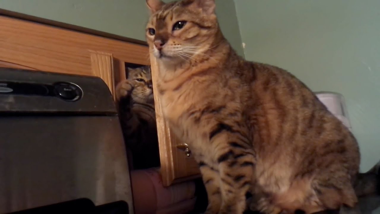 When Our Cats Show Warning Signs | React-A-Cat