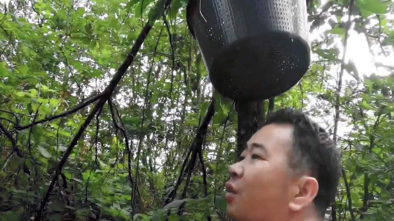朋友们都好奇玉平养的黄脚蜂怎么样了？今天就带朋友们看一下！