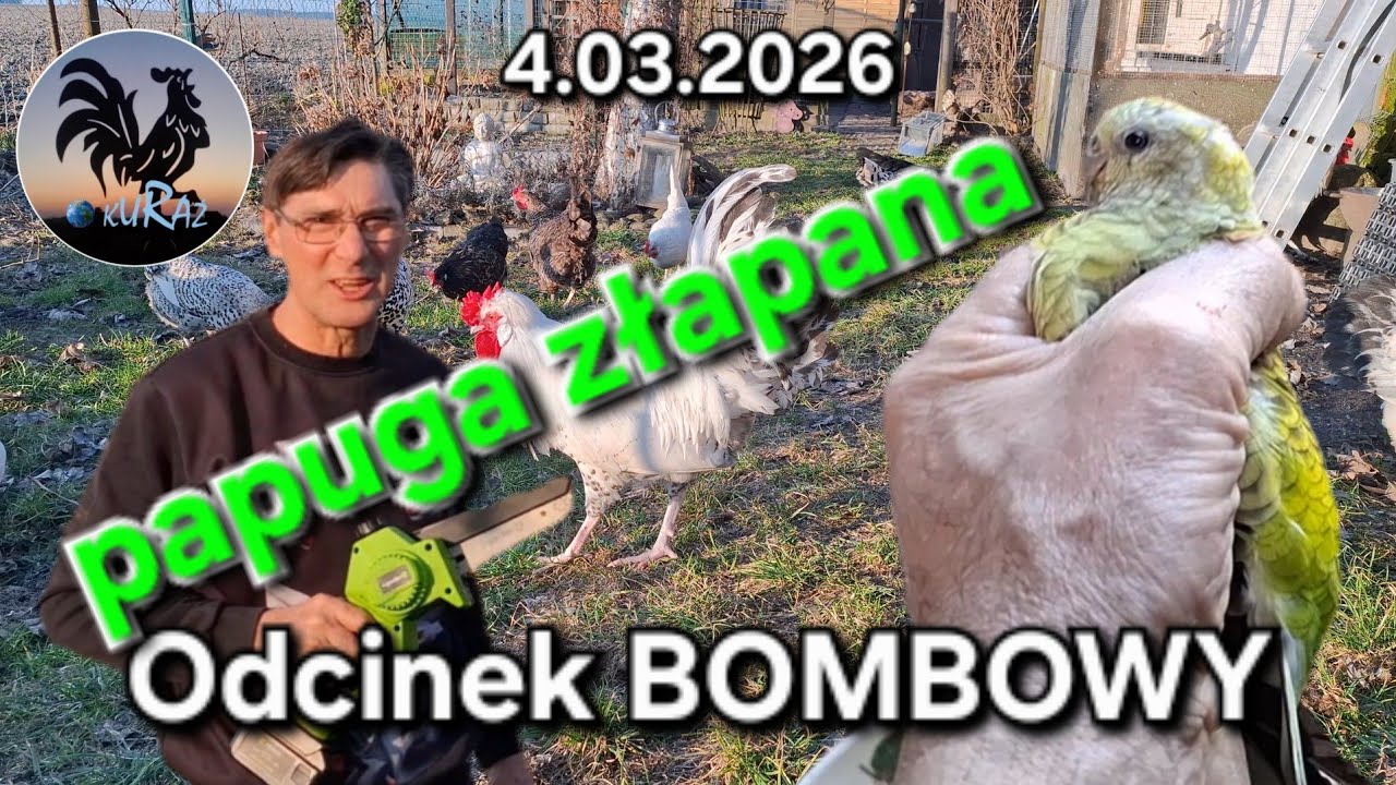 W Garden kuRaż 1* klatka do łapania zbiegłych papug * czereśnia i pszczoły 