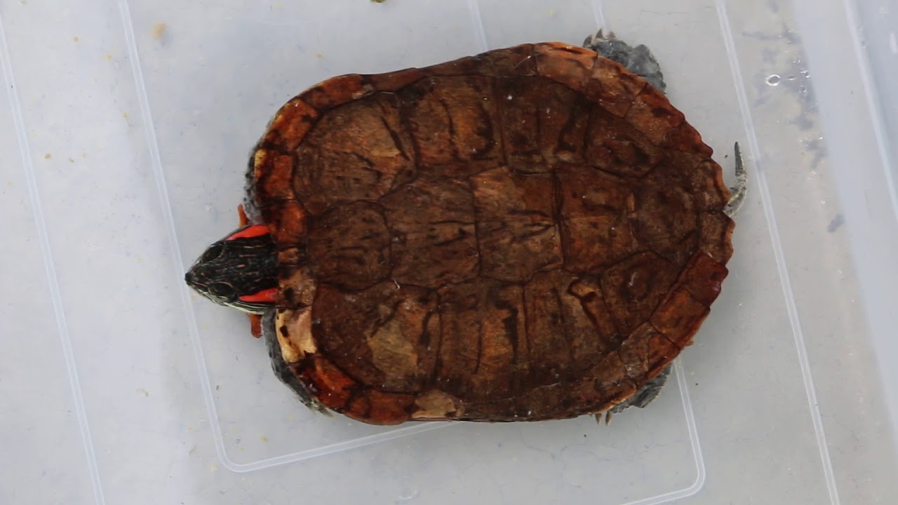 Day 2. The red-eared slider has constipation
