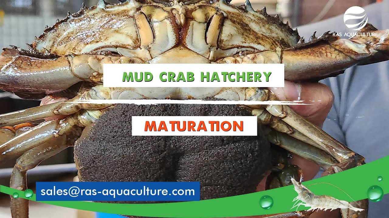 Mud Crab Maturation and Spawning | Hatchery of mud crabs