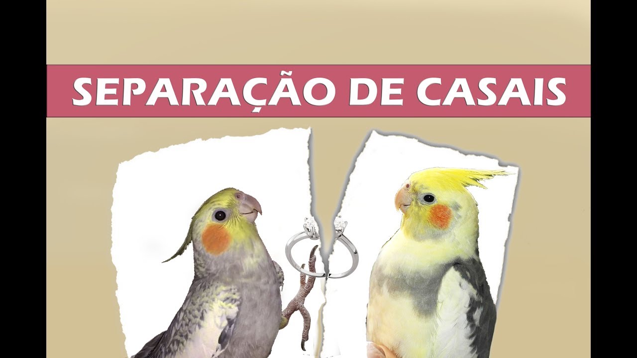 Um casal formado pode ser SEPARADO?