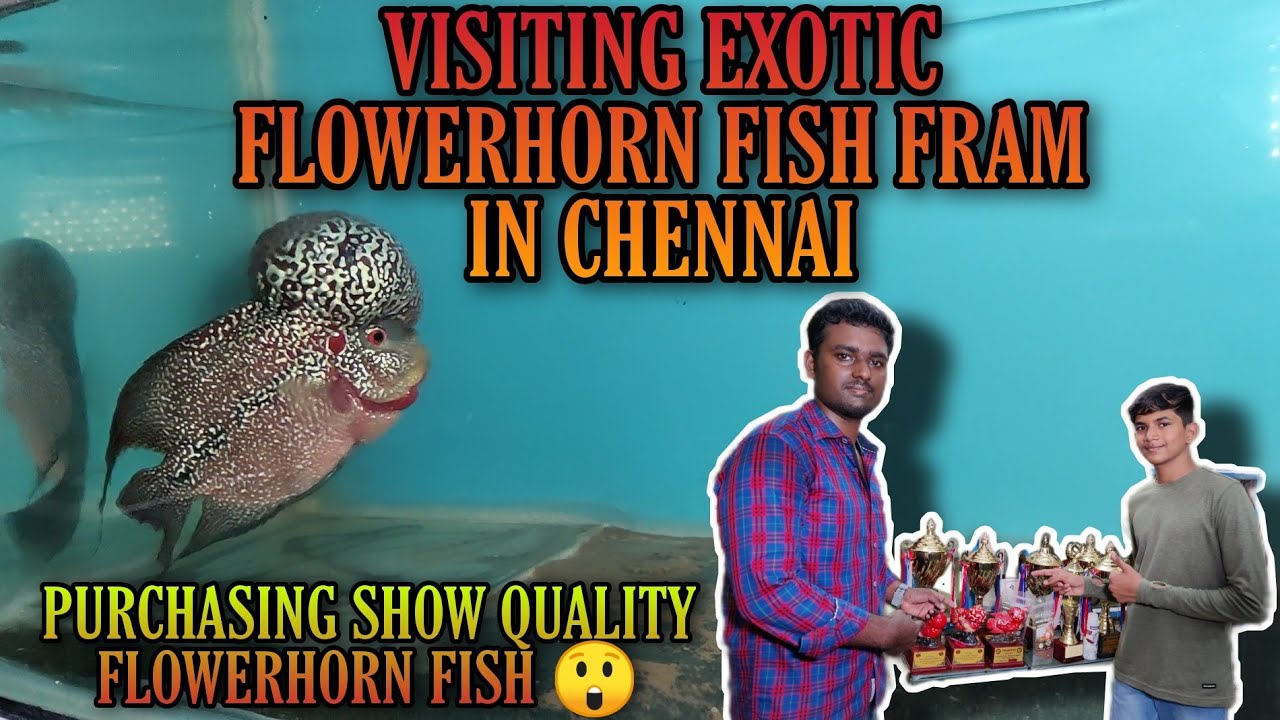 visiting exotic flowerhorn fish farm in chennai |and purchasing an show quality flower horn fish 😲