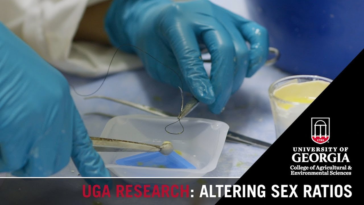 Altering Sex Ratios in Chickens | Kristen Navara