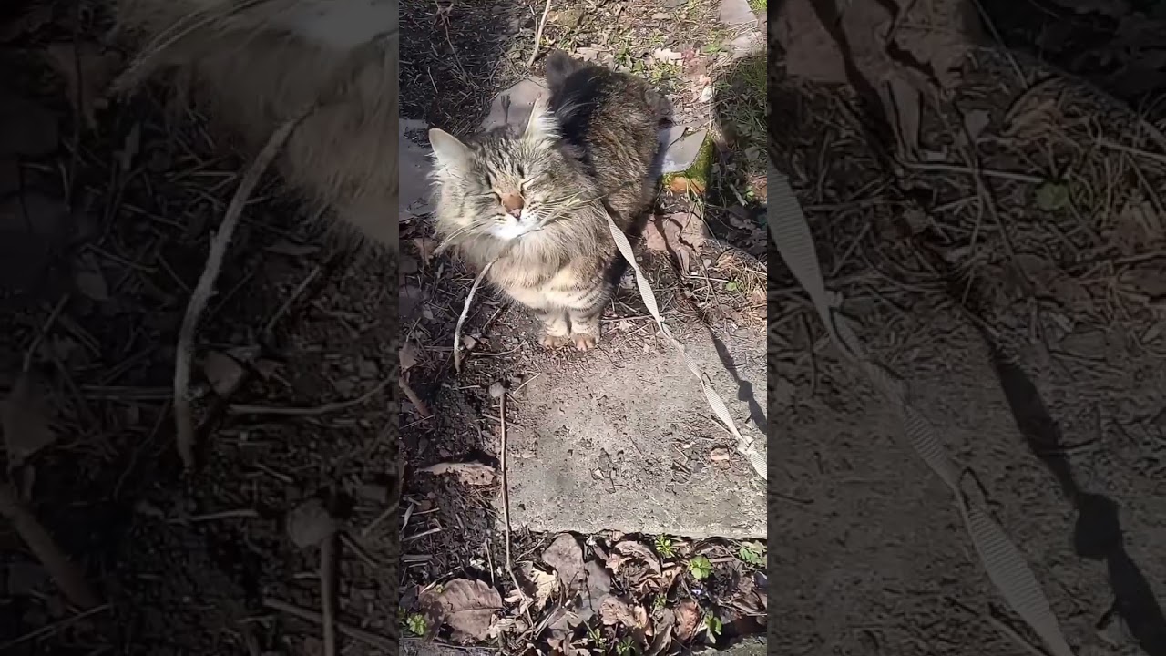 Котик