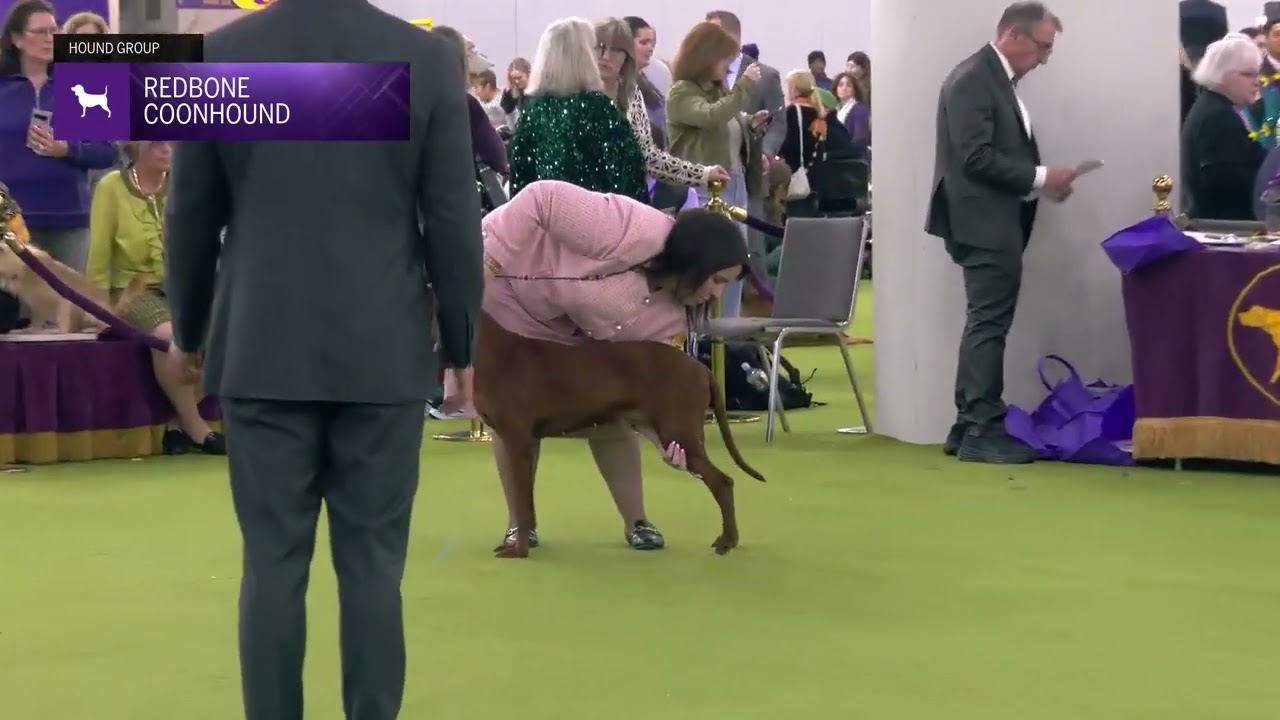 Redbone Coonhounds | Breed Judging 2025