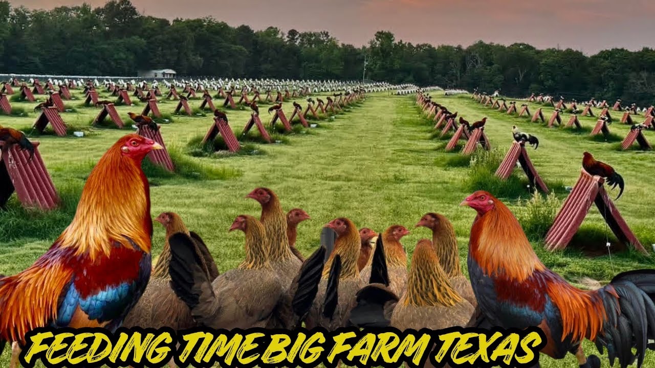 BIG FARM TEXAS 🇺🇸 - Beautiful View Feeding Time Shape Outdoor Chicken Coop Free Range 2026