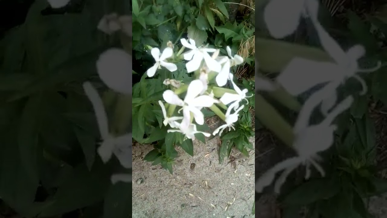 Мыльнянка (сапонария) #saponaria