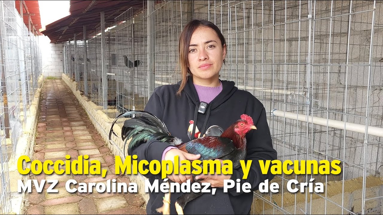Coccidia, Micoplasma y vacunas, MVZ Carolina Méndez, Pie de Cría oficial