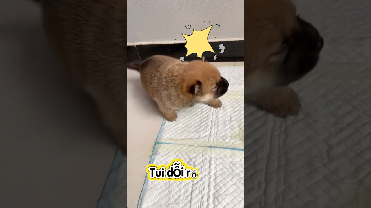 N&oacute; dỗi lu&ocirc;n rồi,🫢 #pets #dogs