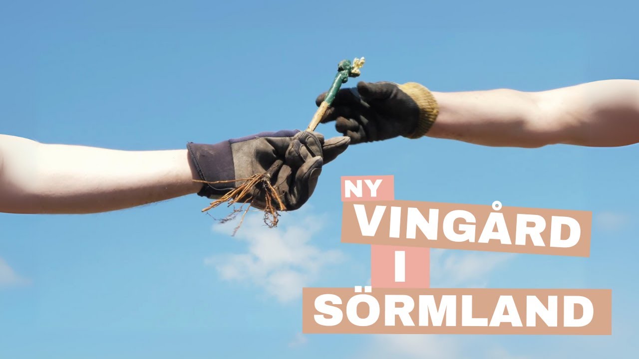 Ny vingård i Sörmland - Planteringsevent 2024