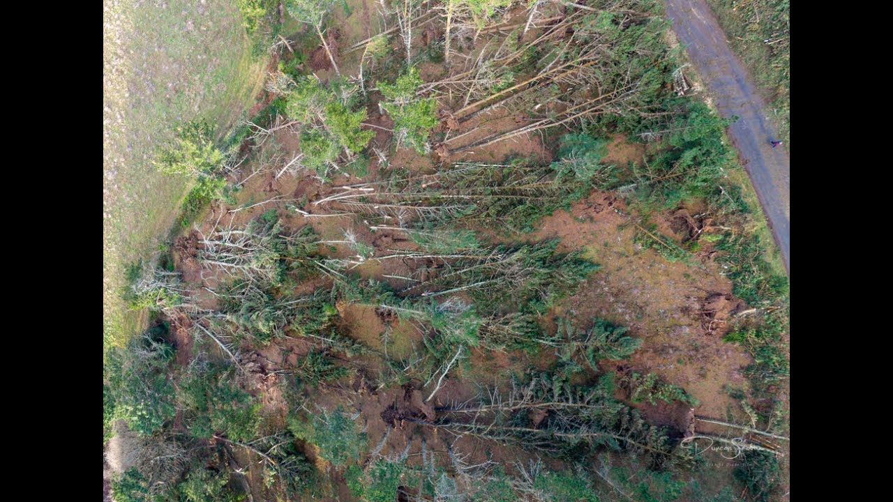 Storm Goretti smashes trees down in cornwall like matchsticks!