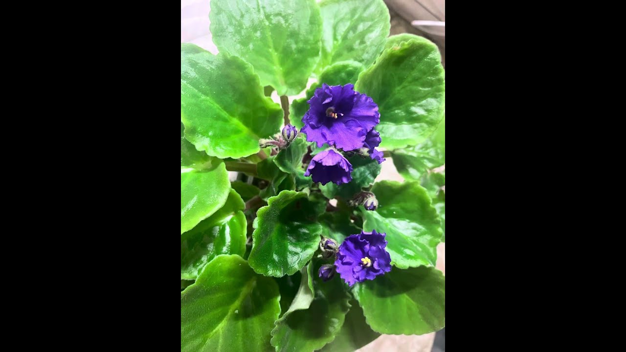 Abono y cuidado de violetas africanas 