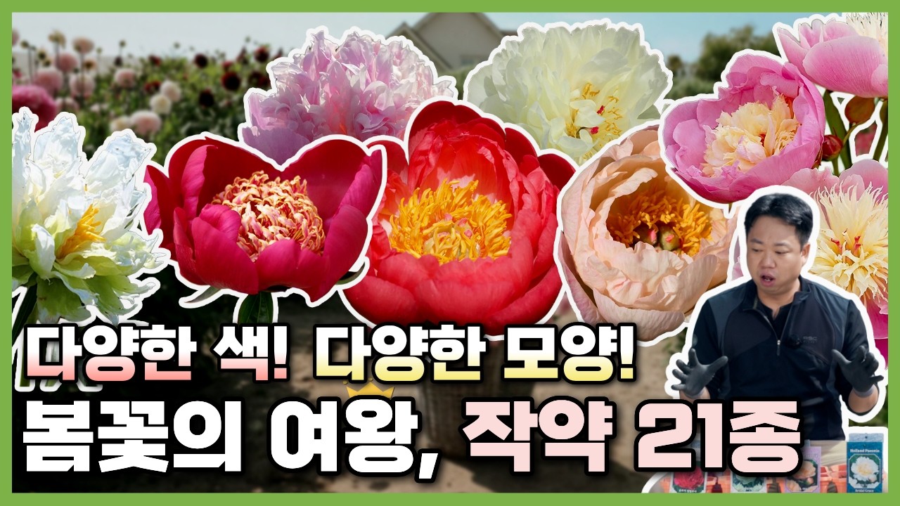 품질 좋은 작약 21종 골라가세요🌸 올해부터 꽃을 볼 수 있는 다양한 색 다양한 모양 봄꽃의 여왕 작약을 잘 키우는 신박사의 노하우 대방출