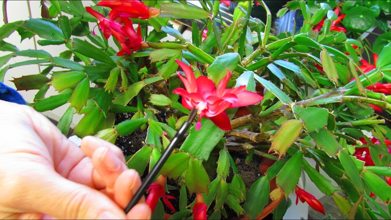 How to pollinate Christmas Cactus Flowers - Schlumbergera