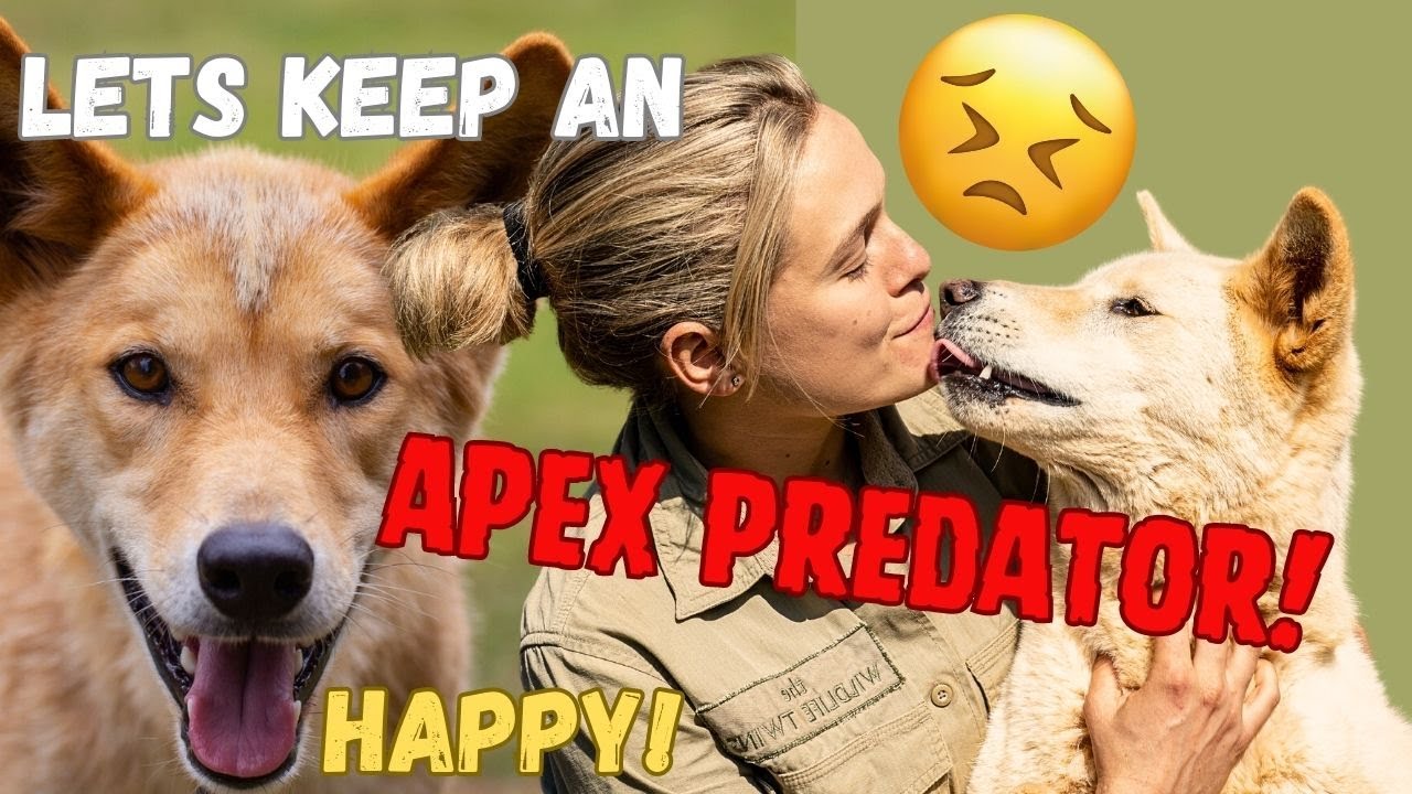 What you need for a dingo! Enclosure musts! The Wildlife Twins