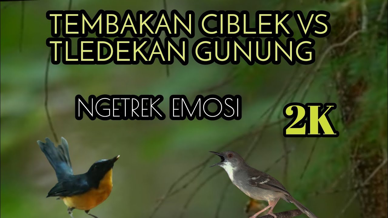 Tledekan Gunung VS Ciblek Bren Tarung Mata Lensa