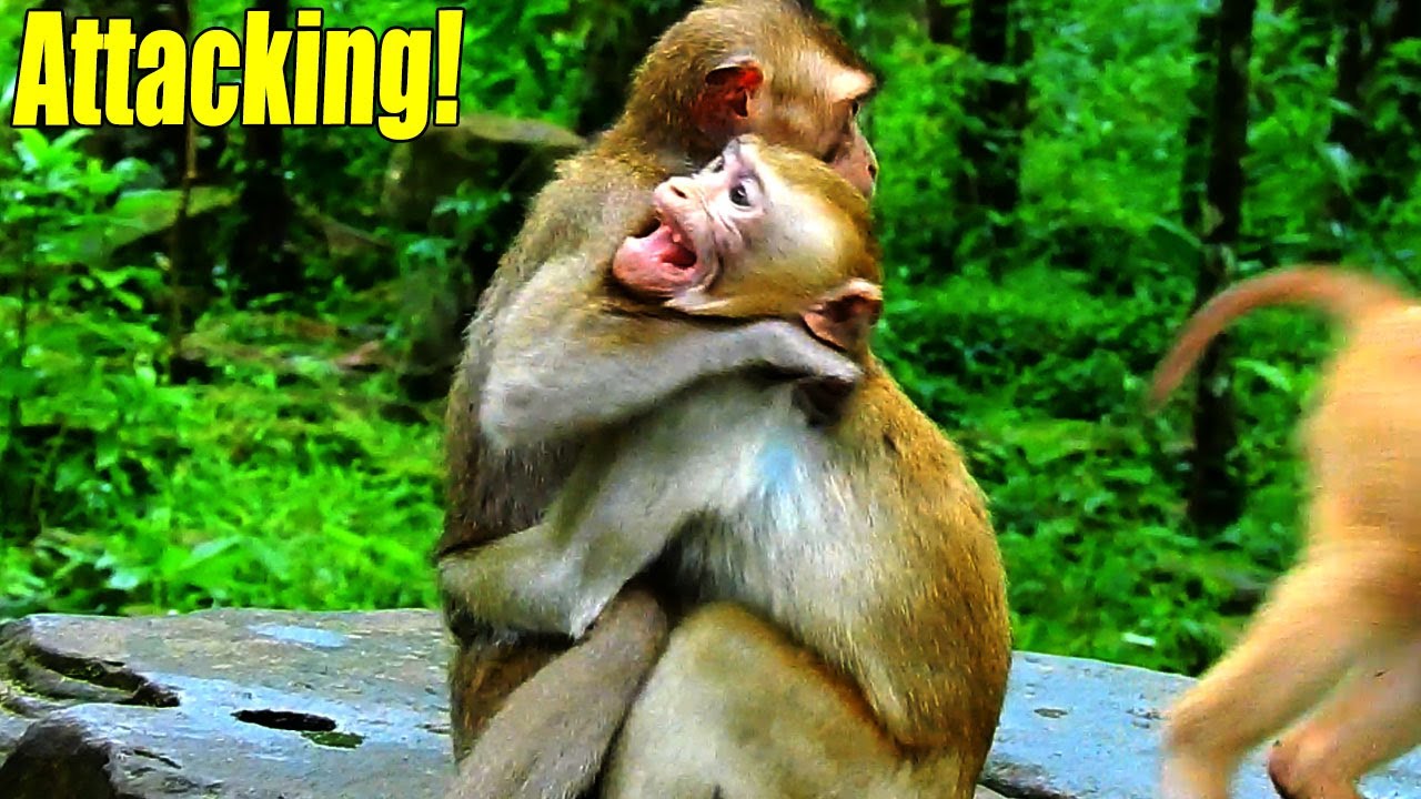 Breaking Heart! New Abandoned Justin Got Hurt Again By Monkey ALan S-o He Tried To H-ug His Sister.