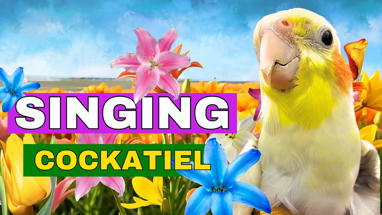 Best Sounds for Cockatiels Left Alone at Home | Hours of Whistling Sounds for Cockatiels