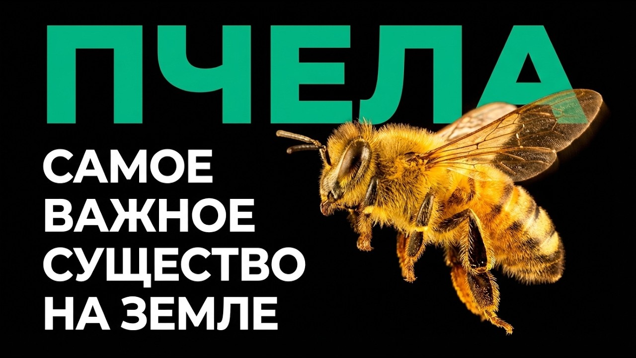 Пчёлы: самое важное существо на планете &mdash; полный разбор!