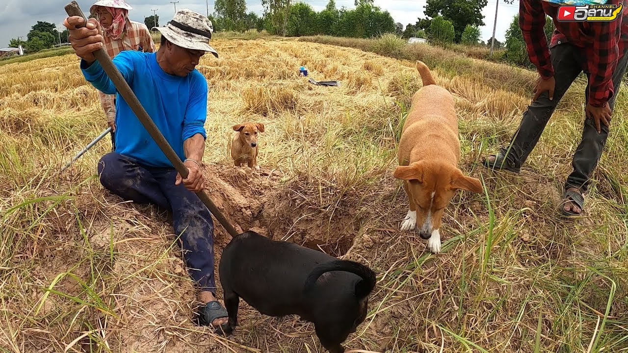 ช็อตเด็ด!! จนแม่วันศีลตกใจ!? หนูพุกใหญ่!! ขุดหนูอยู่ปลายนา ม่วนมากคลิปนี้!!